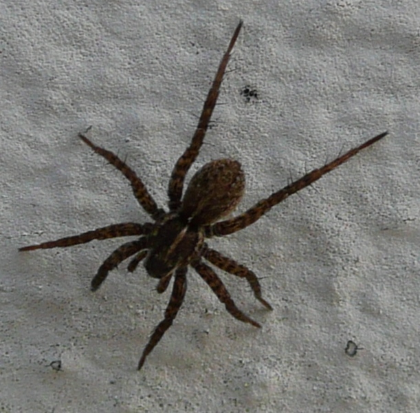 Pardosa sp.